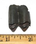 Fossil Llama Tooth